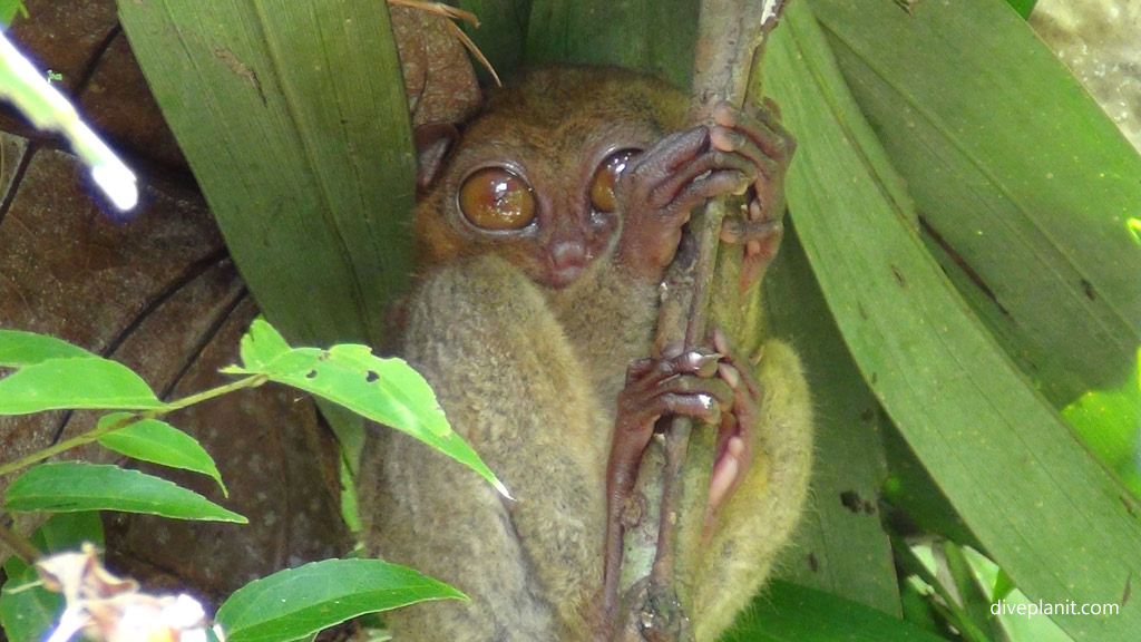Tarsier eyes wide open at the Tarsier Conservation Area diving the Philippines in the Philippines by Diveplanit