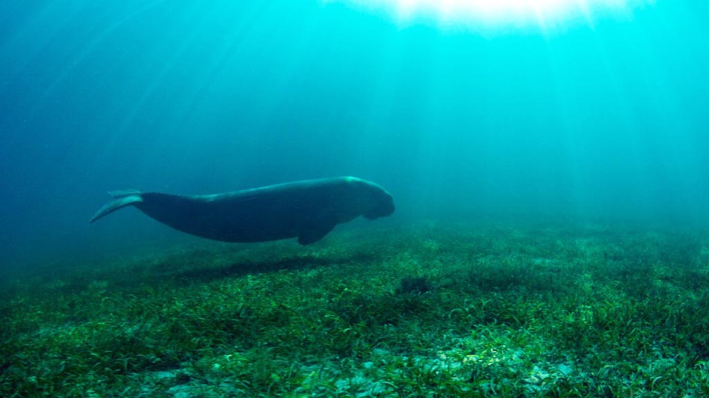 Dugong over the sea grass meadow at Dimipac Island East diving Palawan in the Philippines by Diveplanit