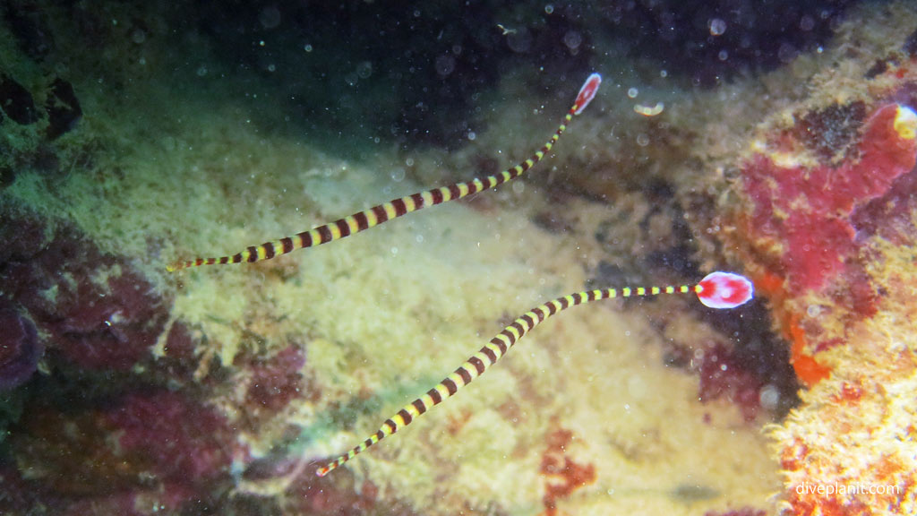Mirrored pair of ringed pipefish at Panagsama diving Moalboal Cebu in the Philippines by Diveplanit