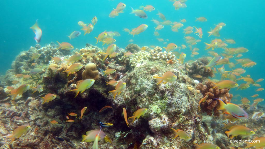 Anthias at Pescadore diving Moalboal Cebu in the Philippines by Diveplanit