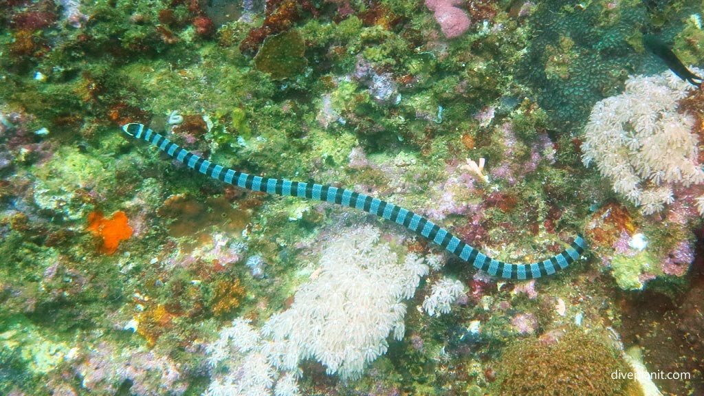 Banded seasnake at Pescadore diving Moalboal Cebu in the Philippines by Diveplanit