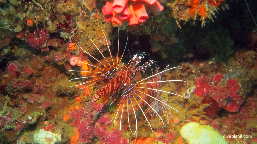 Spotfin lionfish at Pescadore diving Moalboal Cebu in the Philippines by Diveplanit