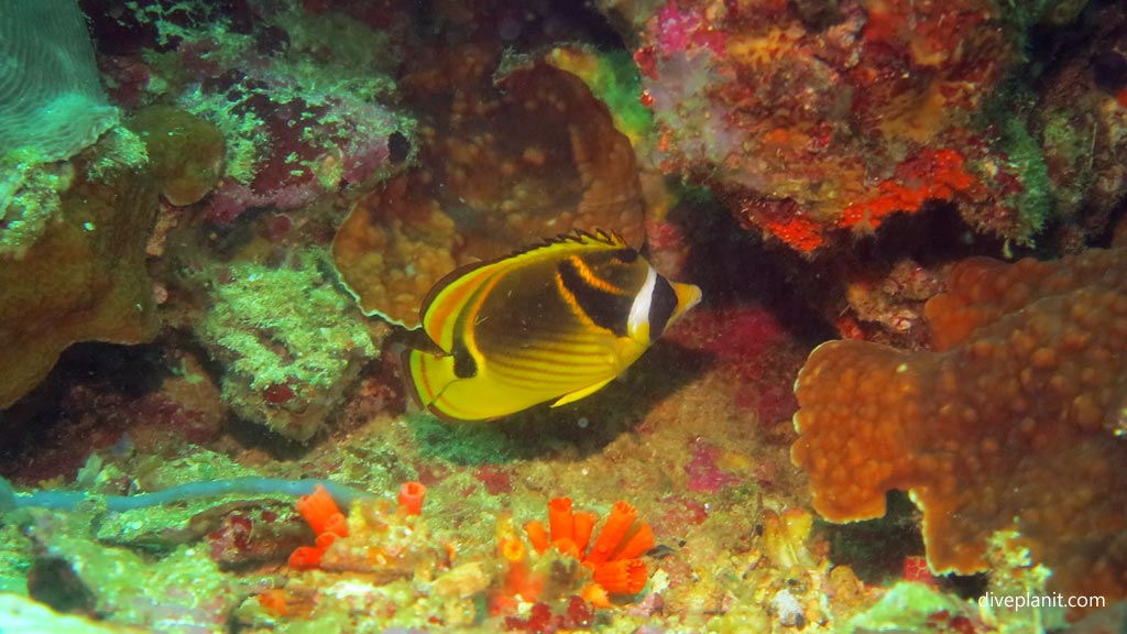 Racoon butterflyfish at Pescadore diving Moalboal Cebu in the Philippines by Diveplanit