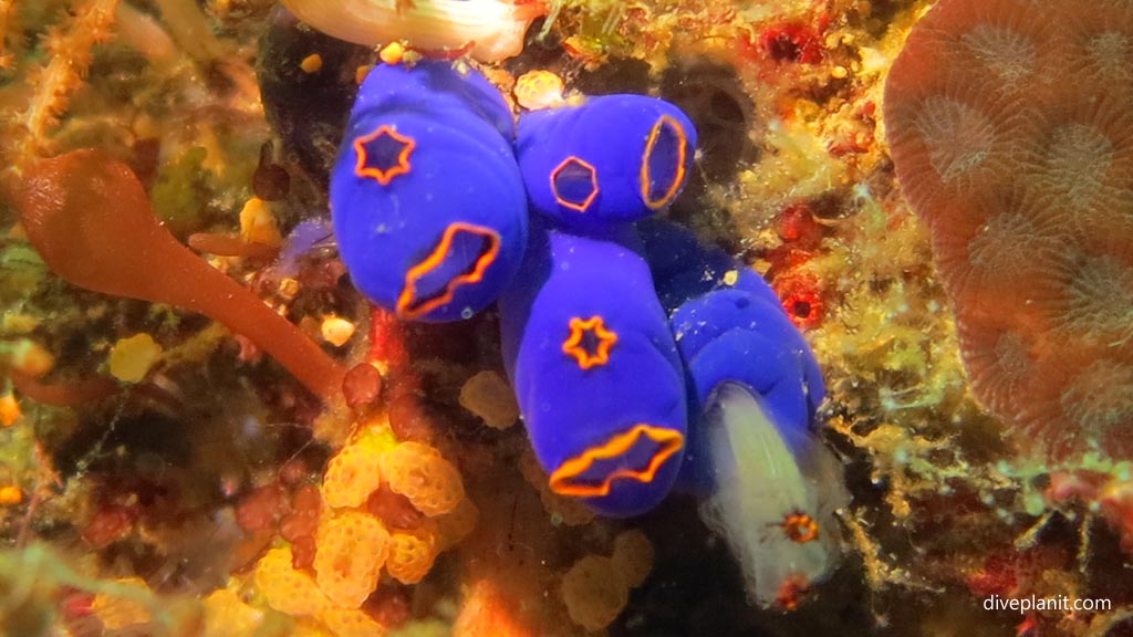 Tunicates with stars on them - why? at Dolphin House diving Moalboal Cebu in the Philippines by Diveplanit