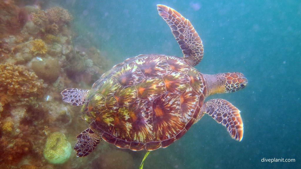 Turtle departing 4 at Dolphin House diving Moalboal Cebu in the Philippines by Diveplanit