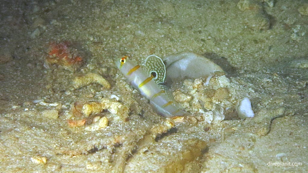 Randalls Shrimp Goby at House Reef diving Moalboal Cebu in the Philippines by Diveplanit