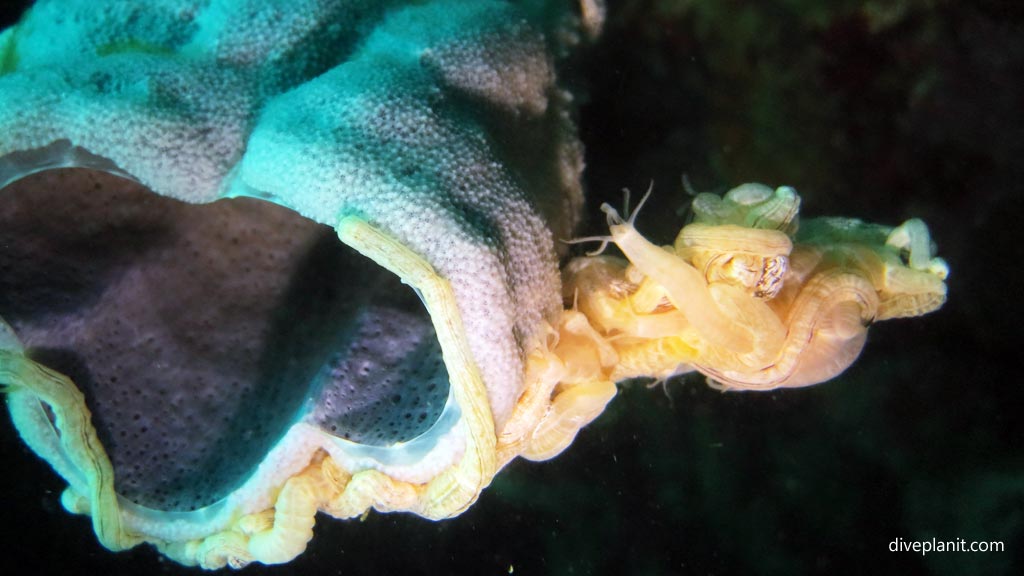 Small white seacucumbers on sponge at House Reef diving Moalboal Cebu in the Philippines by Diveplanit