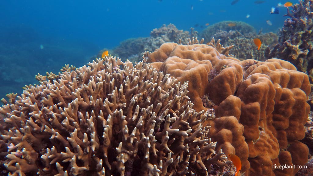 Coating coral and blue coral at Magic Oceans House Reef diving Anda Bohol in the Philippines by Diveplanit