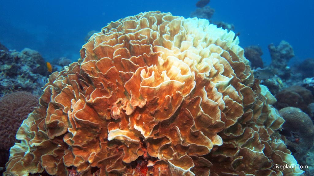 Crinkled sheets of blue coral at Magic Oceans House Reef diving Anda Bohol in the Philippines by Diveplanit