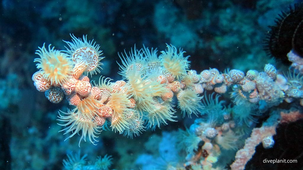 Some kind of anemone at Coral Garden diving Anda Bohol in the Philippines by Diveplanit