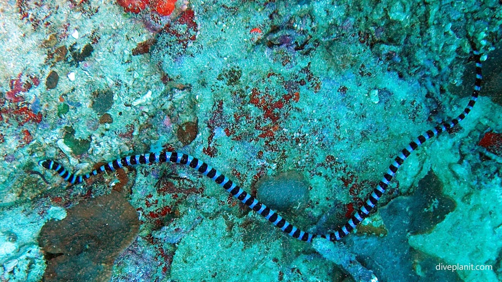 Banded sea snake at Coral Garden diving Anda Bohol in the Philippines by Diveplanit