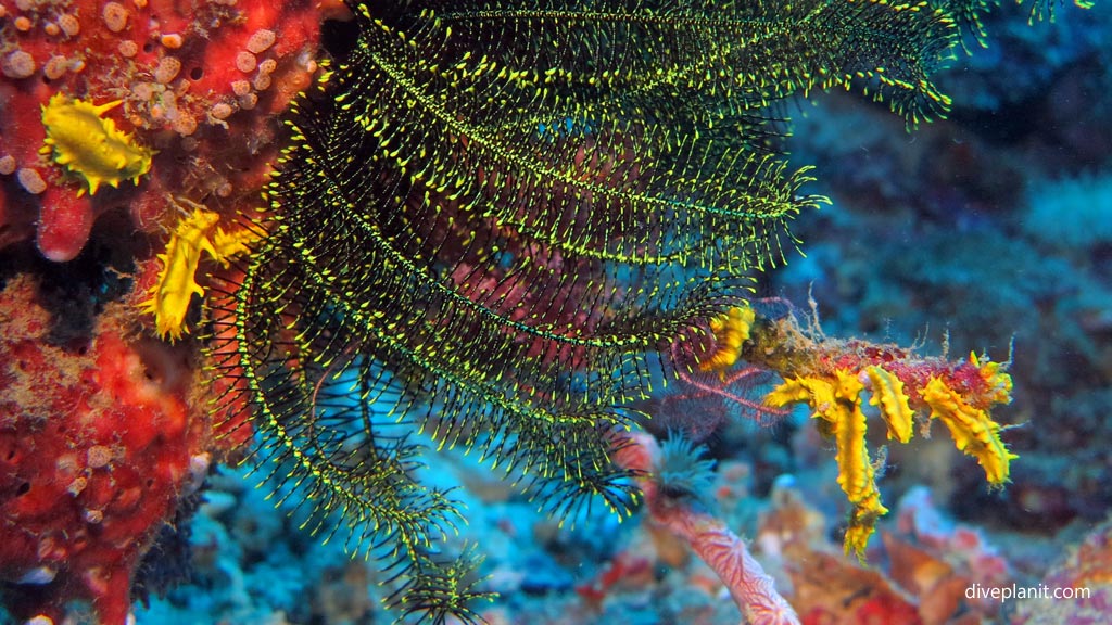 Featherstar with Lemon Nudibranchs at Coral Garden diving Anda Bohol in the Philippines by Diveplanit