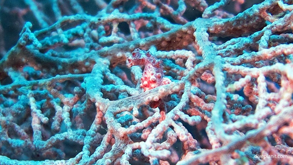 Pygmy seahorse at Coral Garden diving Anda Bohol in the Philippines by Diveplanit