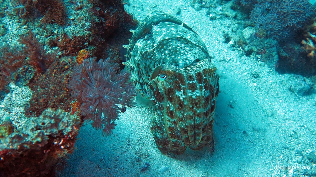 Cuttlefish at Coral Garden diving Anda Bohol in the Philippines by Diveplanit