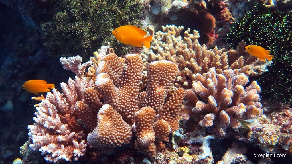 Lemon damsels around hard coral at Coral Garden diving Anda Bohol in the Philippines by Diveplanit