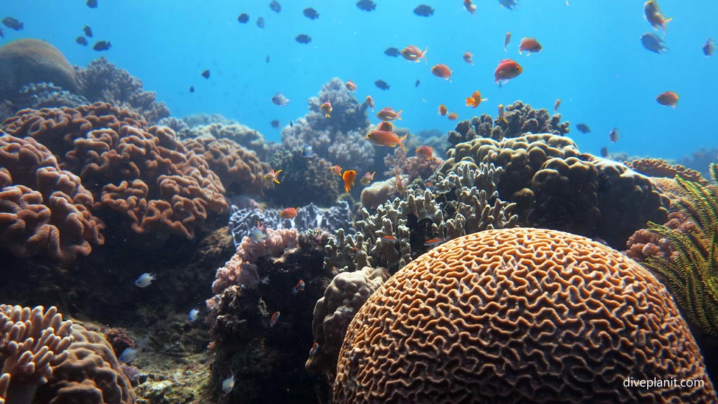 Anthias above the reef with coral in the foreground at Coral Garden diving Anda Bohol in the Philippines by Diveplanit