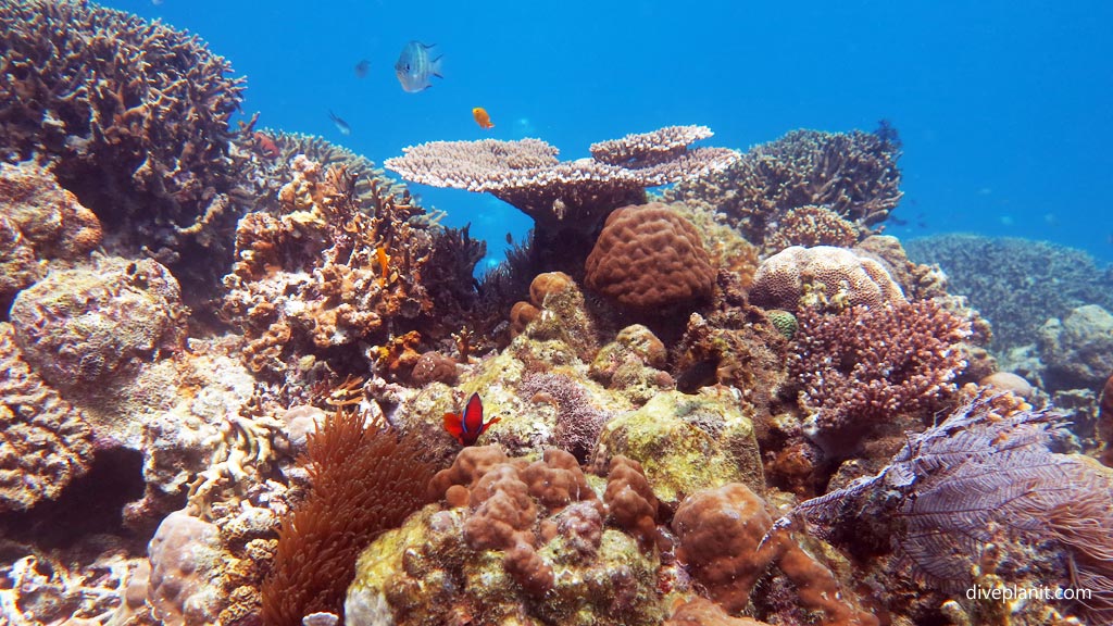 Coral compositiion with anemonefish at Pogaling diving Anda Bohol in the Philippines by Diveplanit