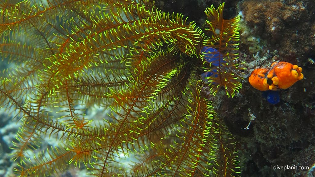 Featherstar with tunicates at Pogaling diving Anda Bohol in the Philippines by Diveplanit