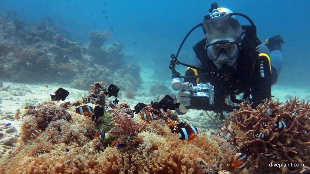 Diver photographing damsels at Pogaling diving Anda Bohol in the Philippines by Diveplanit