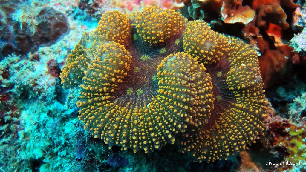 Smaller reef building corals at Wonderwall diving Anda Bohol in the Philippines by Diveplanit