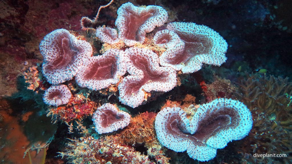 Smaller reef building corals at Wonderwall diving Anda Bohol in the Philippines by Diveplanit