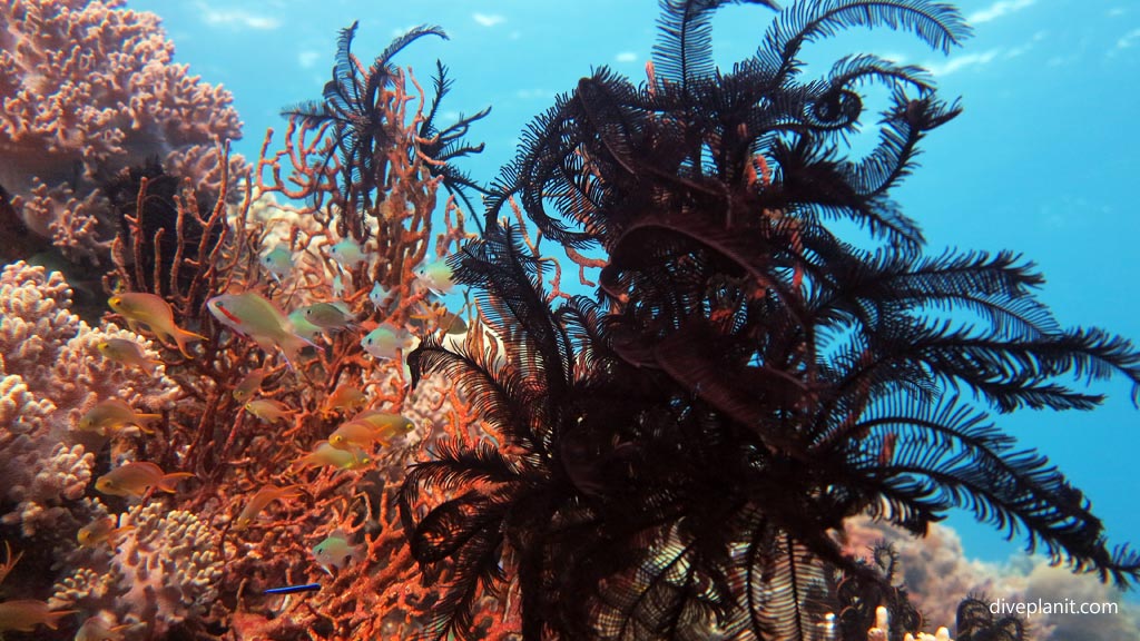 Colourful anthias and black featherstar at Wonderwall diving Anda Bohol in the Philippines by Diveplanit