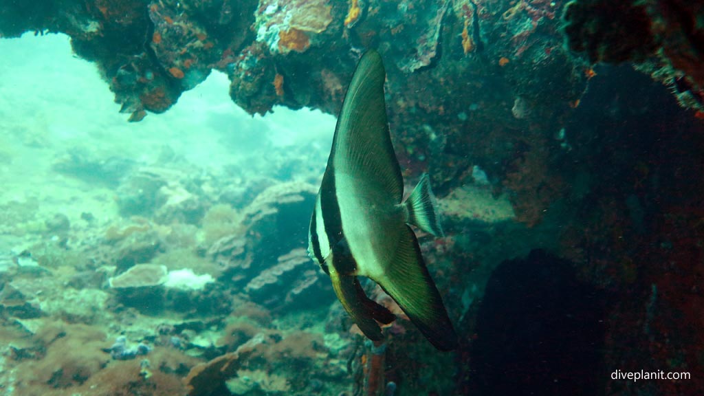 Juvenile golden spadefish at Kyokuzan Maru diving Busuanga Palawan in the Philippines by Diveplanit