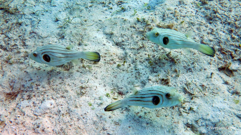 Three stripped pufferfish at Club Paradise House Reef diving Busuanga Palawan in the Philippines by Diveplanit