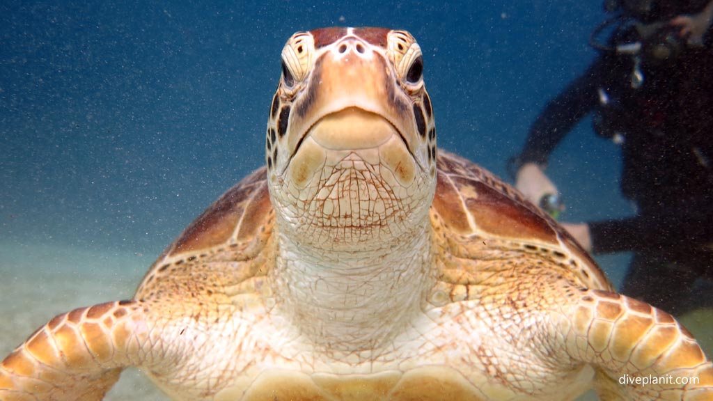 Turtle very very close at Club Paradise House Reef diving Busuanga Palawan in the Philippines by Diveplanit