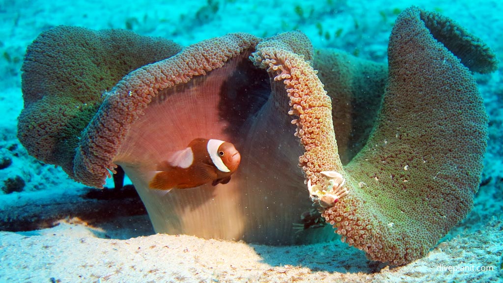 Shrimp on a seacucumber at Club Paradise House Reef diving Busuanga Palawan in the Philippines by Diveplanit