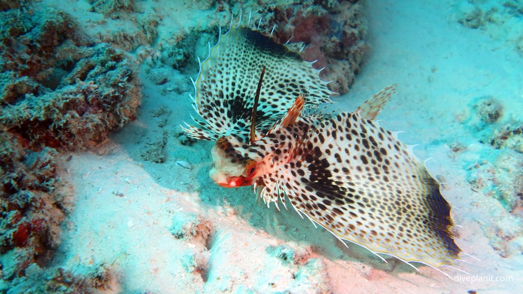 Swarm of juvenile catfish at Club Paradise House Reef diving Busuanga Palawan in the Philippines by Diveplanit