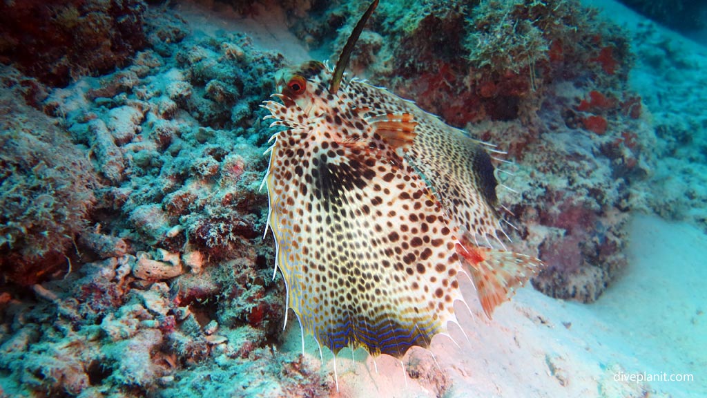 Helmut Gurnard in flight at Club Paradise House Reef diving Busuanga Palawan in the Philippines by Diveplanit