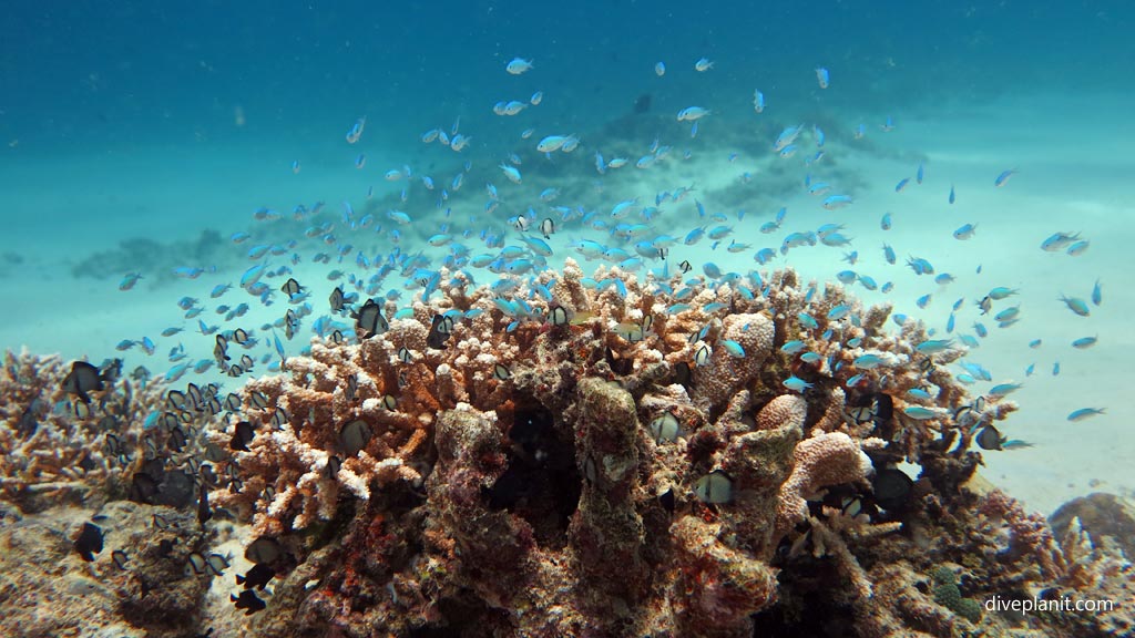 Small fish above coral at Dimipac Island West diving Palawan in the Philippines by Diveplanit