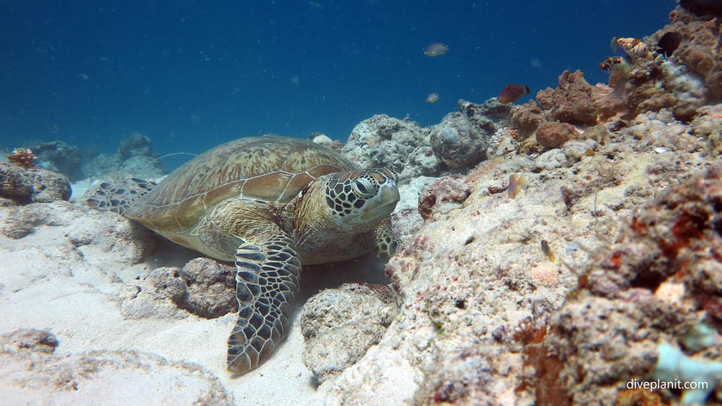 Turtle at Dimipac Island West diving Palawan in the Philippines by Diveplanit