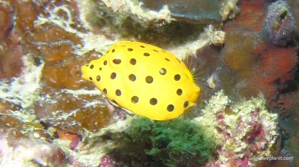 Black spotted yellow pufferfish at Panagsama diving Moalboal Cebu in the Philippines by Diveplanit