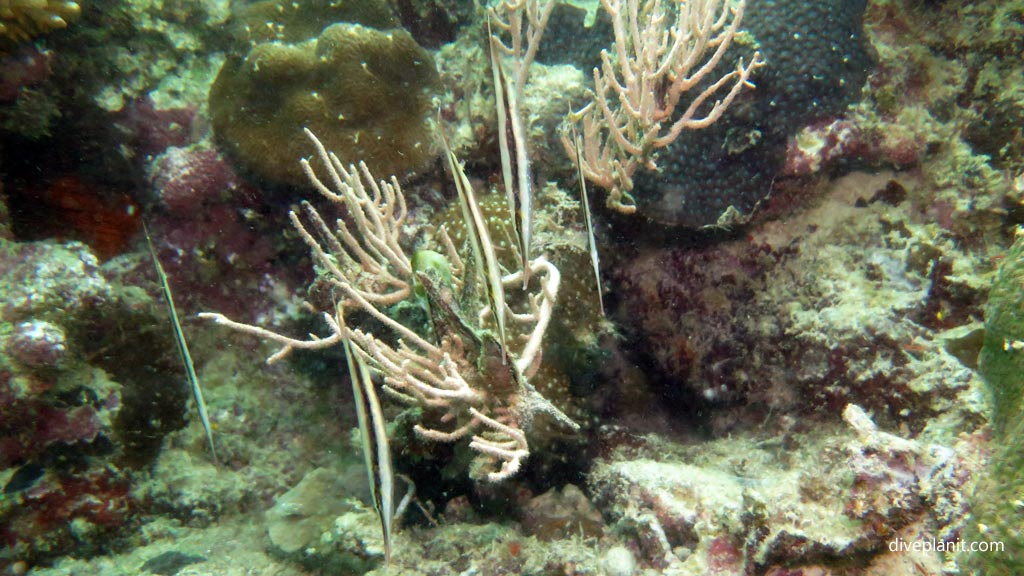 Razorfish hanging vertically at Panagsama diving Moalboal Cebu in the Philippines by Diveplanit