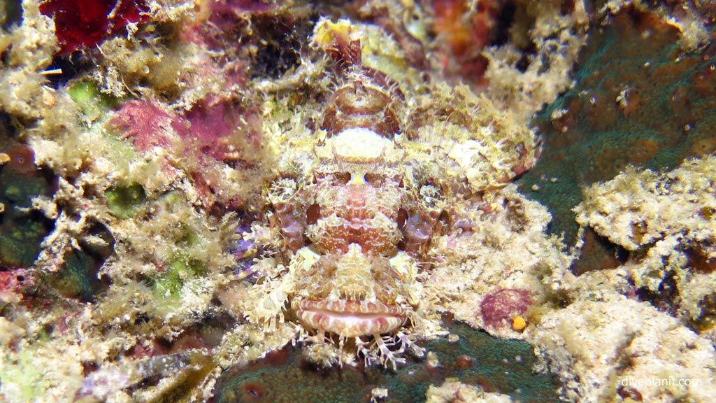 Tasselled scorpionfish juv I suspect at Panagsama diving Moalboal Cebu in the Philippines by Diveplanit