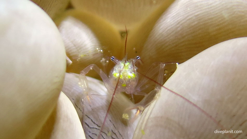 Bubble coral shrimp at Panagsama diving Moalboal Cebu in the Philippines by Diveplanit