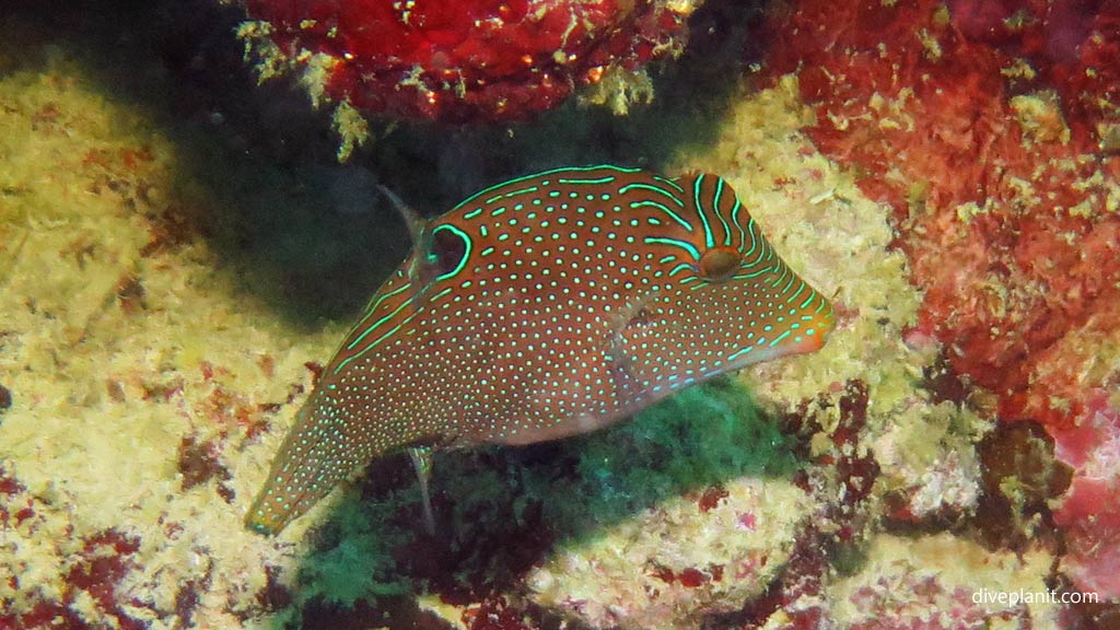 Papuan Toby at Panagsama diving Moalboal Cebu in the Philippines by Diveplanit