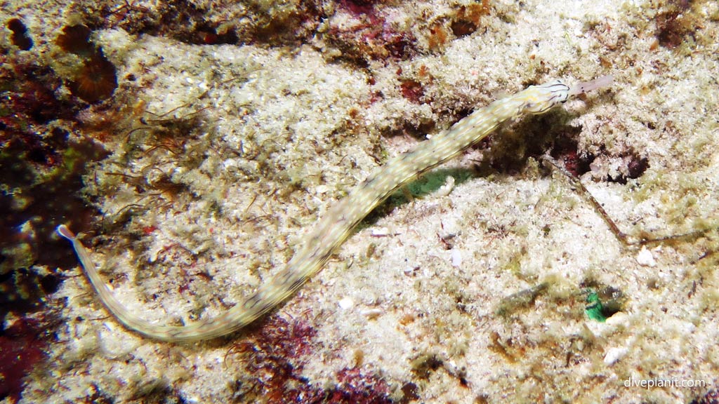 Reeftop pipefish at Panagsama diving Moalboal Cebu in the Philippines by Diveplanit