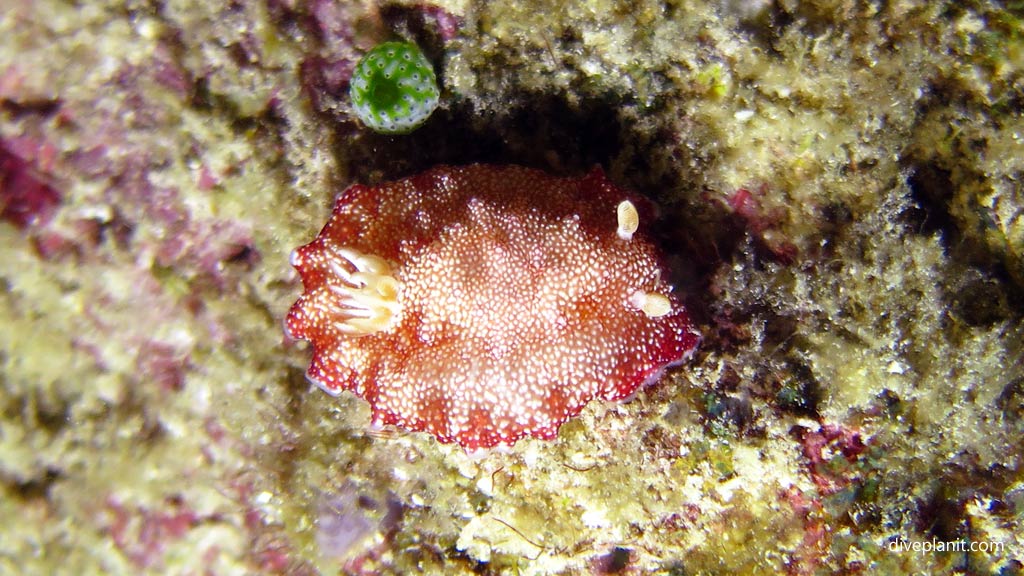 Reticulated Chromodoris at Panagsama diving Moalboal Cebu in the Philippines by Diveplanit
