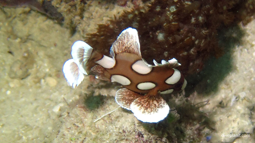 Juvenile many spotted sweetlips at Panagsama diving Moalboal Cebu in the Philippines by Diveplanit