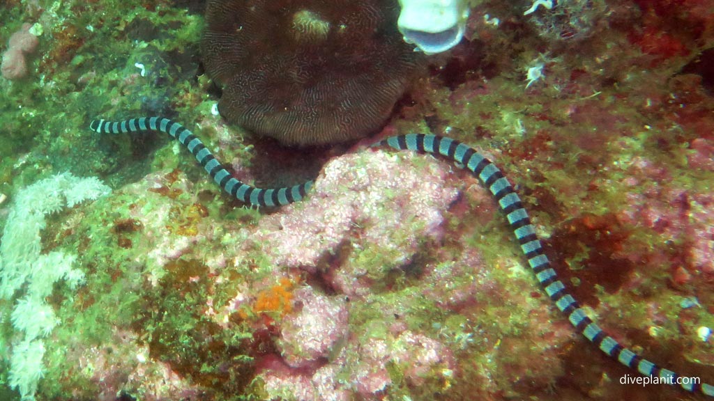 Black banded seasnake at Pescadore diving Moalboal Cebu in the Philippines by Diveplanit