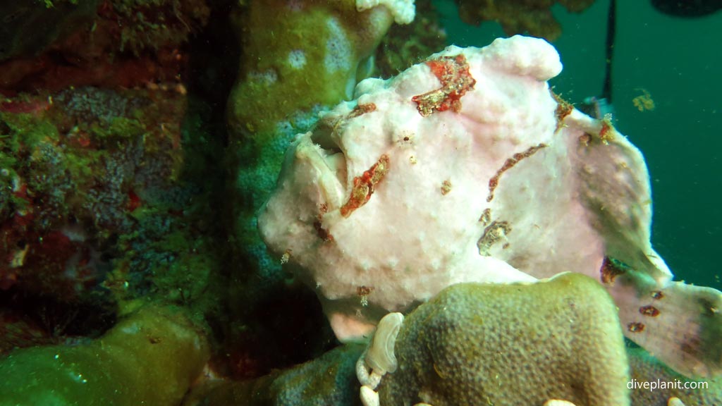 Giant frogfish head with mouth closed at Pescadore diving Moalboal Cebu in the Philippines by Diveplanit