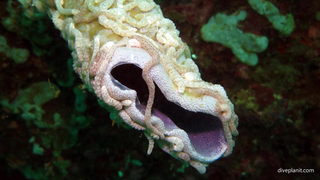 Sea cucumbers congregate on sponge at Pescadore diving Moalboal Cebu in the Philippines by Diveplanit