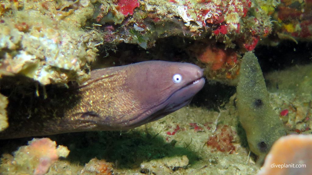 White-eyed Moray at Pescadore diving Moalboal Cebu in the Philippines by Diveplanit