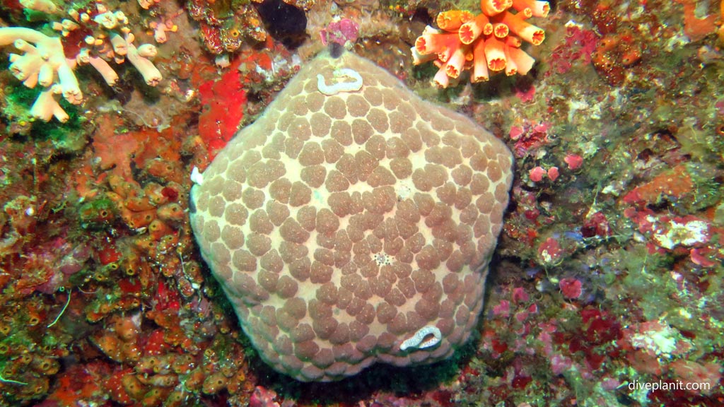 Cushion Seastar at Pescadore diving Moalboal Cebu in the Philippines by Diveplanit