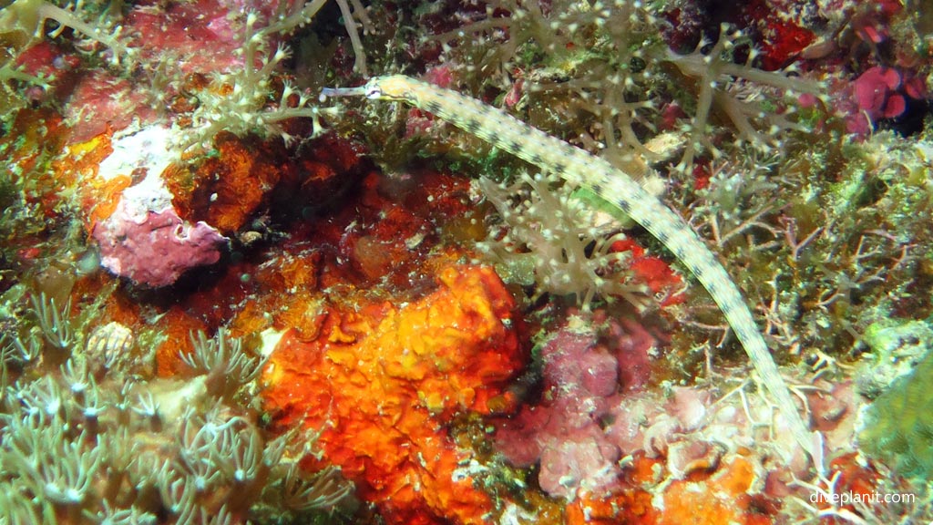 Reeftop pipefish at Dolphin House diving Moalboal Cebu in the Philippines by Diveplanit