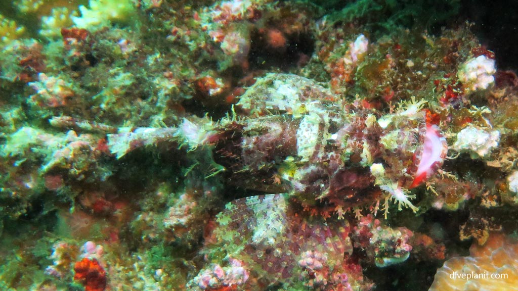 Flasher scorpionfish but not sure at Dolphin House diving Moalboal Cebu in the Philippines by Diveplanit