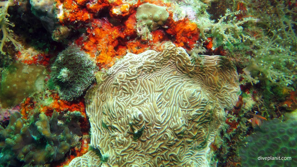 Crazy cut coral at Dolphin House diving Moalboal Cebu in the Philippines by Diveplanit